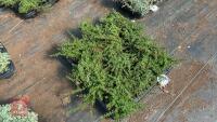 16 COTONEASTER CONGESTUS NANUS - 2
