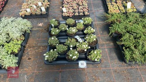 16 DELOSPERMA 'LUCKY WHITE'