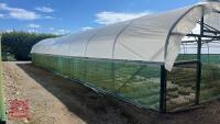 43' X 72' ORIGINAL NORTHERN POLYTUNNEL - 2