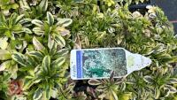 40 ARABIS 'OLD GOLD' - 5