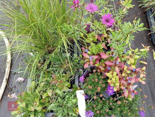 16 X 13CM POTS OF MIXED PLANTS