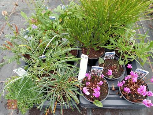 16 X 13CM POTS OF MIXED PLANTS