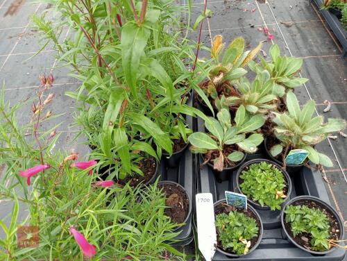 16 X 13CM POTS OF MIXED PLANTS