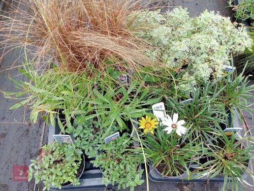 16 X 13CM POTS OF MIXED PLANTS