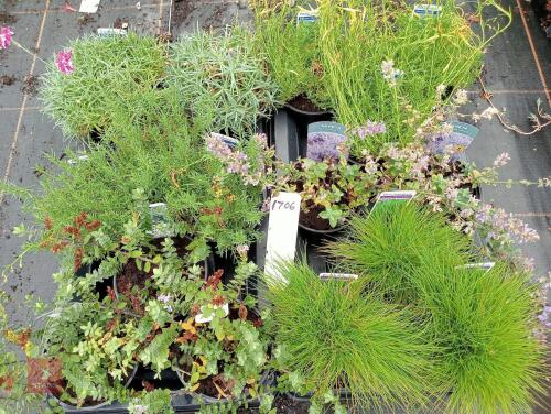 16 X 13CM POTS OF MIXED PLANTS