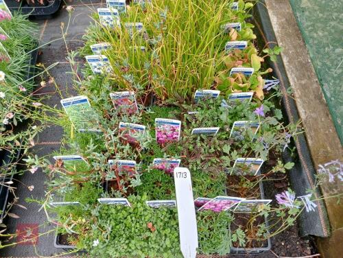 40 X 7CM POTS OF MIXED PLANTS