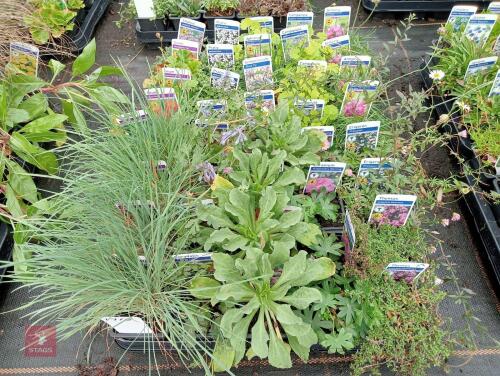 40 X 7CM POTS OF MIXED PLANTS