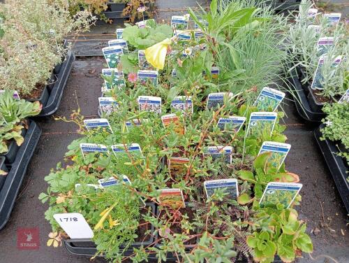 40 X 7CM POTS OF MIXED PLANTS