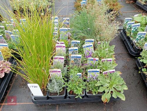 40 X 7CM POTS OF MIXED PLANTS