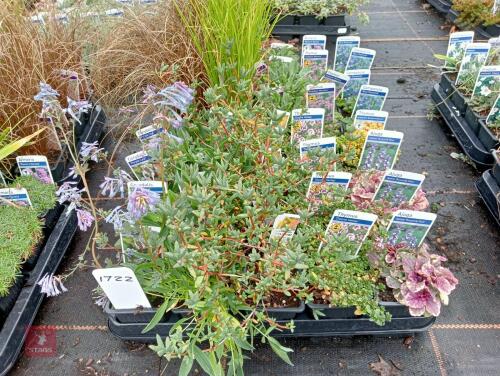 40 X 7CM POTS OF MIXED PLANTS