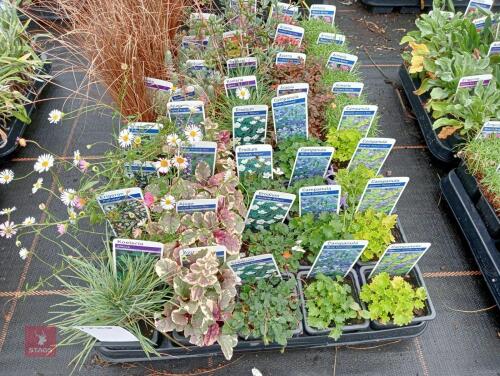 40 X 7CM POTS OF MIXED PLANTS