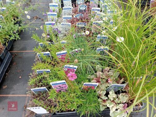 40 X 7CM POTS OF MIXED PLANTS