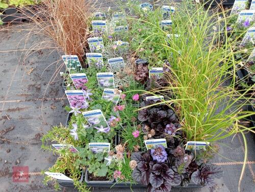 40 X 7CM POTS OF MIXED PLANTS