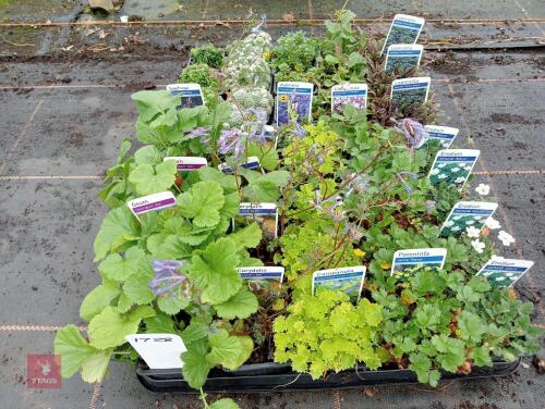 40 X 7CM POTS OF MIXED PLANTS