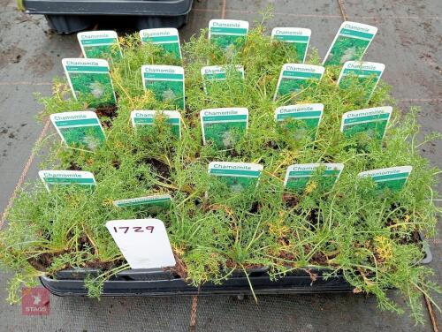 20 X 7CM POTS OF LAWN CHAMOMILE