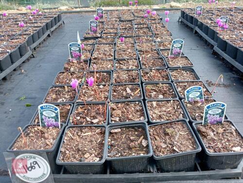 80 CYCLAMEN HEDERIFOLIUM AMAZE ME-PINK