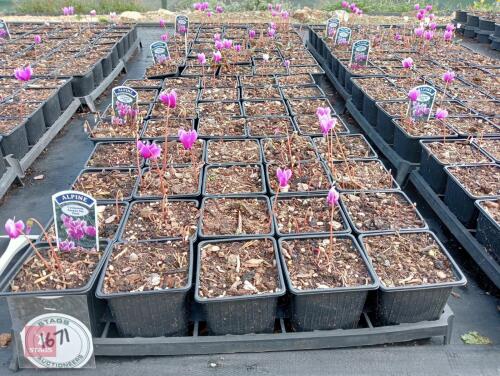 80 CYCLAMEN HEDERIFOLIUM AMAZE ME-PINK