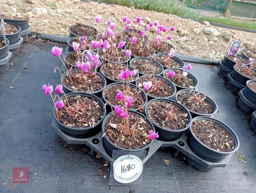 20 CYCLAMEN AMAZE ME-PINK