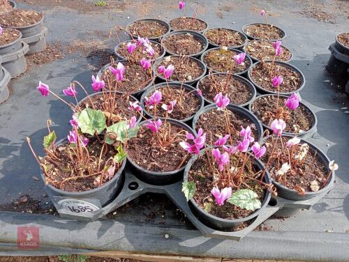 20 CYCLAMEN AMAZE ME-PINK