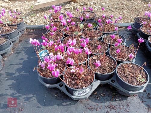 20 CYCLAMEN AMAZE ME-PINK