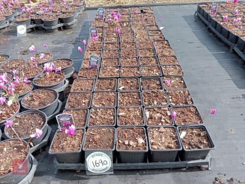 80 CYCLAMEN HEDERIFOLIUM AMAZE ME-PINK