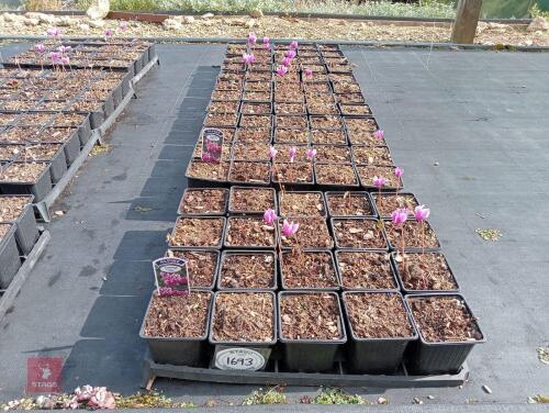 80 CYCLAMEN HEDERIFOLIUM AMAZE ME-PINK