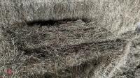 100 BALES OF MEADOW HAY (BIDS FOR ALL BALES) - 2