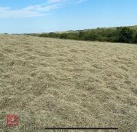 100 BALES OF MEADOW HAY (BIDS FOR ALL BALES) - 4