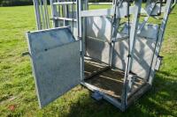 IAE GALVANISED CATTLE WEIGH CRUSH - 13