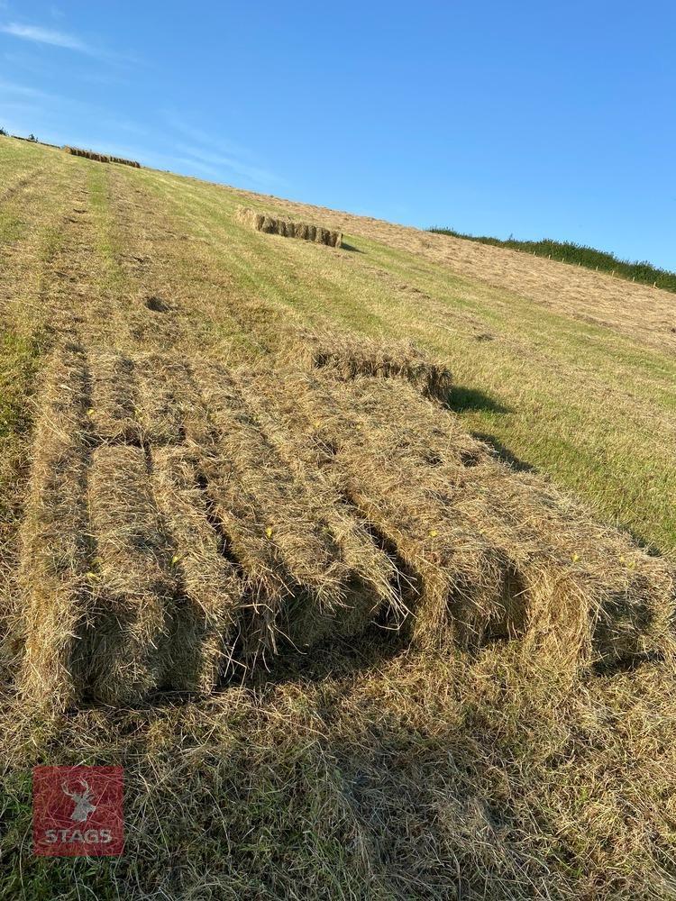 10 SMALL HAY BALES (BIDS FOR GROUP)