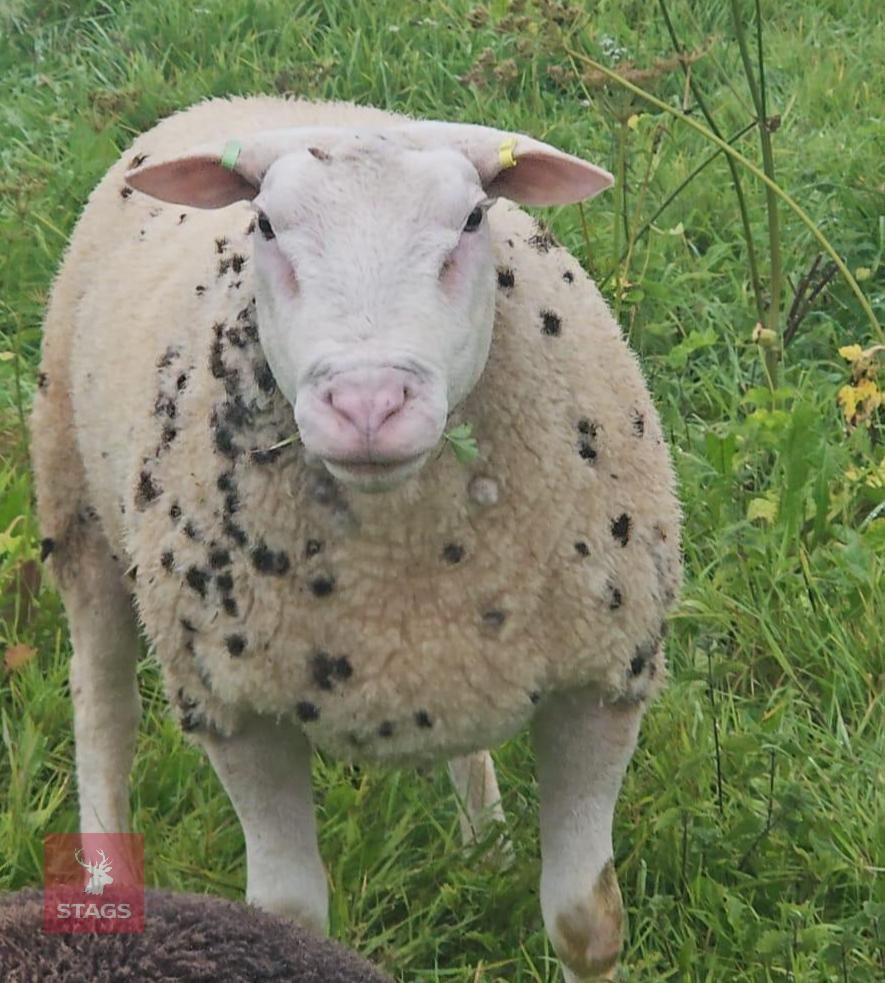 FULL MOUTH BERRICHON BREEDING RAM