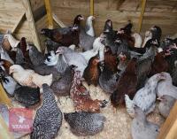 6 POINT OF LAY PULLETS (BIDS PER BIRD)