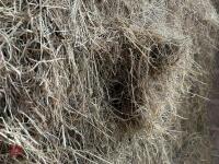 70 SQUARE BALES OF HAY (BIDS PER BALE) - 3