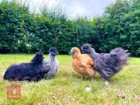 11 X 12WK OLD SILKIES (BIDS PER BIRD)