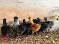 11 X 12WK OLD SILKIES (BIDS PER BIRD) - 2