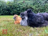 11 X 12WK OLD SILKIES (BIDS PER BIRD) - 3