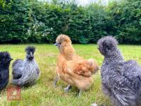 11 X 12WK OLD SILKIES (BIDS PER BIRD) - 4