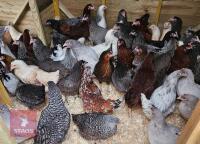 6 POINT OF LAY PULLETS (BIDS PER BIRD)