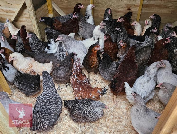 6 POINT OF LAY PULLETS (BIDS PER BIRD)