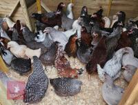 6 POINT OF LAY PULLETS (BIDS PER BIRD)