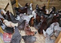 6 POINT OF LAY PULLETS (BIDS PER BIRD)