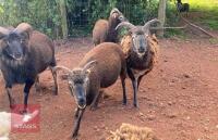 4 SOAY EWES & 1 SOAY RAM (BIDS PER LIFE)