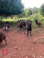 4 SOAY EWES & 1 SOAY RAM (BIDS PER LIFE) - 2