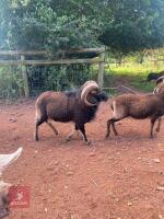 4 SOAY EWES & 1 SOAY RAM (BIDS PER LIFE) - 3