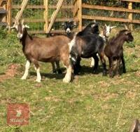 5 PYGMY CROSS GOATS (BIDS PER GOAT) - 2