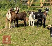 5 PYGMY CROSS GOATS (BIDS PER GOAT) - 3