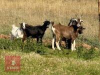 5 PYGMY CROSS GOATS (BIDS PER GOAT) - 4