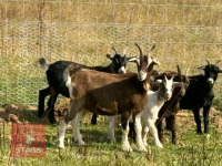 5 PYGMY CROSS GOATS (BIDS PER GOAT) - 5