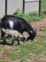 TWO PYGMY GOATS (BIDS PER GOAT) - 2