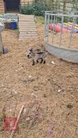 TWO PYGMY GOATS (BIDS PER GOAT) - 4